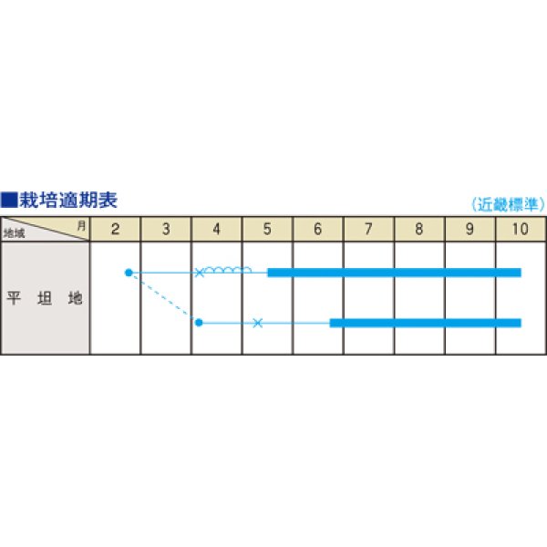 画像4: 送料無料　キャンディーランタン　14粒　（株）大和農園 (4)