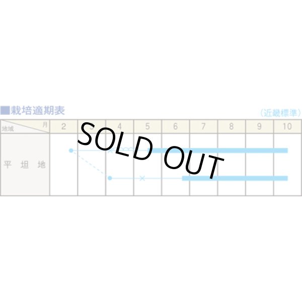 画像6: 送料無料　ホオズキ　キャンディーランタン　コート1000粒　（株）大和農園 (6)