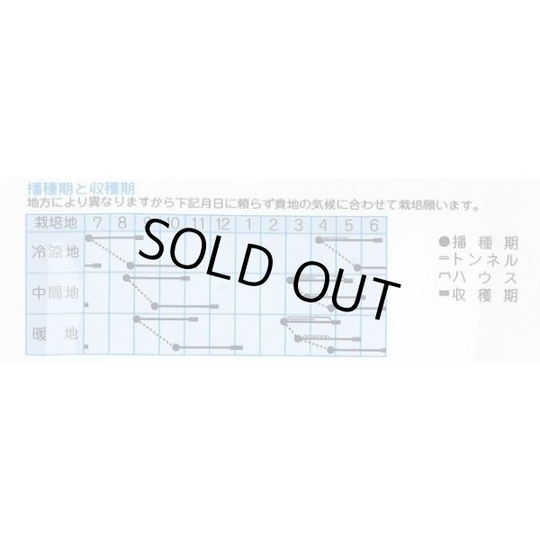画像2: 送料無料　[大根]　ミニミニピタ　4ml　(株)タカヤマシード (2)