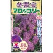画像1: [ブロッコリー]　冬紫宝　60粒　　小林種苗 (1)
