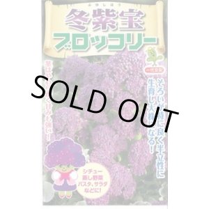 画像: [ブロッコリー]　冬紫宝　60粒　　小林種苗