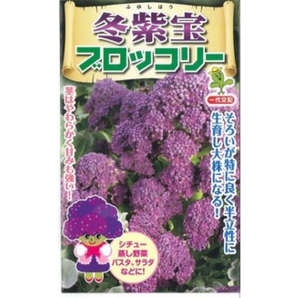 画像1: 送料無料　[ブロッコリー]　冬紫宝　45粒　小林種苗（株） (1)