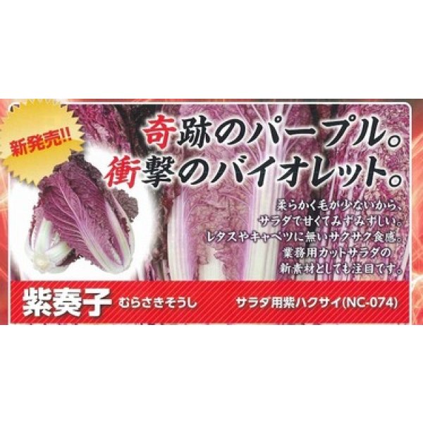 画像4: 送料無料　[白菜]　紫奏子(紫白菜)　40粒　ナント種苗（株） (4)