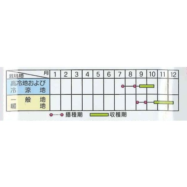 画像4: 送料無料　[大根]　天安紅心2号　約400粒 　(株)サカタのタネ　実咲450（003089） (4)
