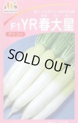 画像: [大根] YR春大星 ヴィルモランみかど