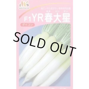 画像: [大根] YR春大星 ヴィルモランみかど