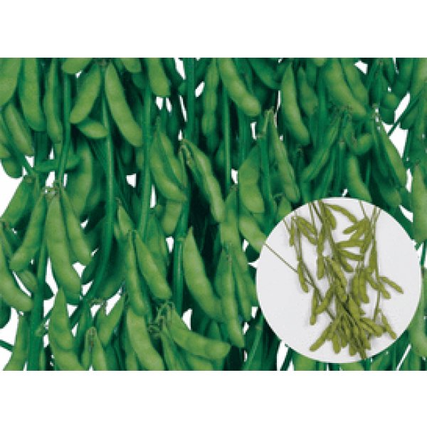 画像6: 送料無料　[枝豆]　味風香　70ml(およそ160粒)　雪印種苗(株) (6)