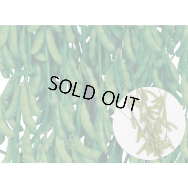 画像6: [枝豆]　味風香　1L　雪印種苗(株) (6)