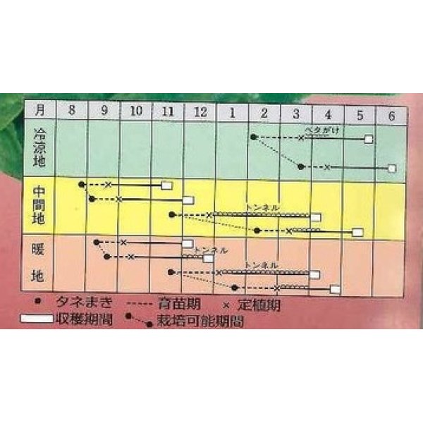 画像2: [レタス]　マリア　ペレット種子１００粒　タキイ種苗（株） (2)