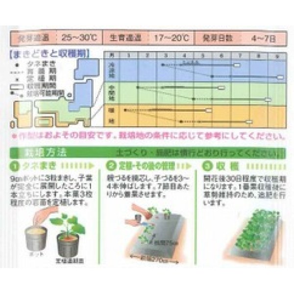 画像2: [かぼちゃ]　バターナッツ　100粒　タキイ種苗（株） (2)