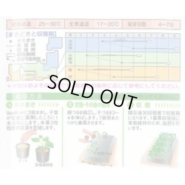 画像2: 送料無料　[かぼちゃ]　バターナッツ　16粒　タキイ種苗(株)　GF (2)