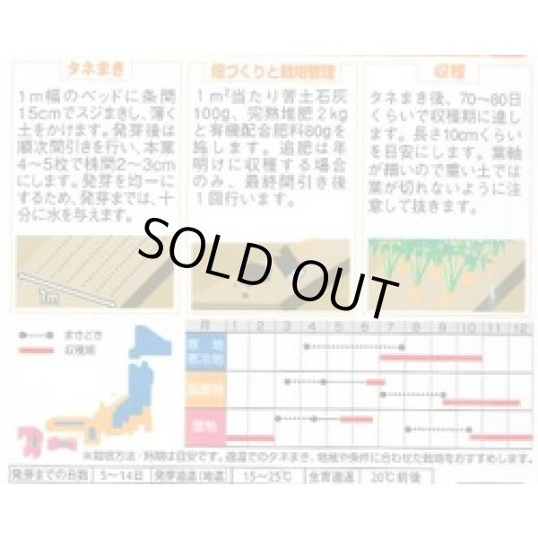 画像2: [人参] ベビーキャロット ミニニンジン 約800粒 (株)サカタのタネ 実咲250(003117) (2)