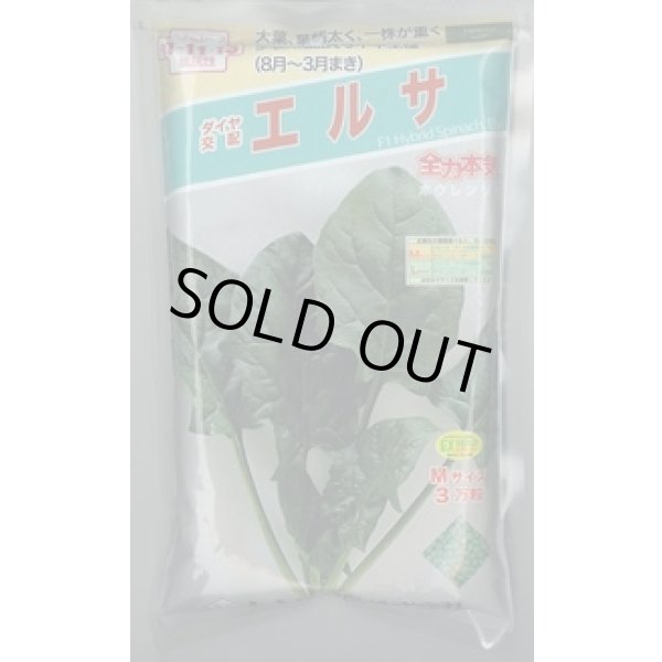 画像1: [ほうれんそう]　エルサ　　3万粒（種子サイズ：Ｍ）　トキタ種苗(株) (1)