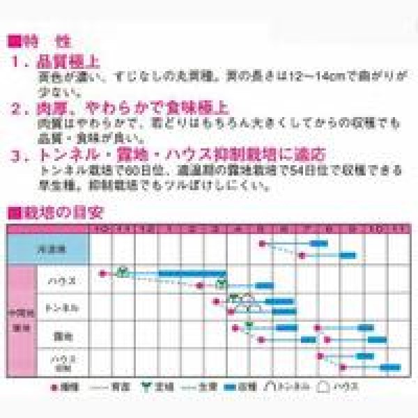 画像2: [いんげん]　カリーノ　1ｄｌ　渡辺農事 (2)