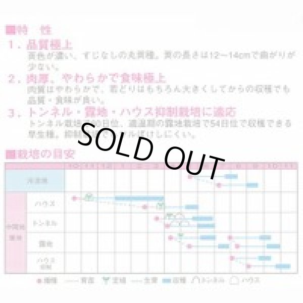 画像2: 送料無料　[いんげん]　カリーノ　1dl　渡辺農事（株） (2)