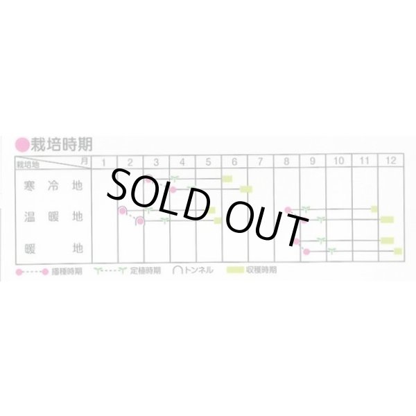 画像3: 送料無料　[レタス]　キングクラウン　約550粒　(株)サカタのタネ　実咲350（003025） (3)
