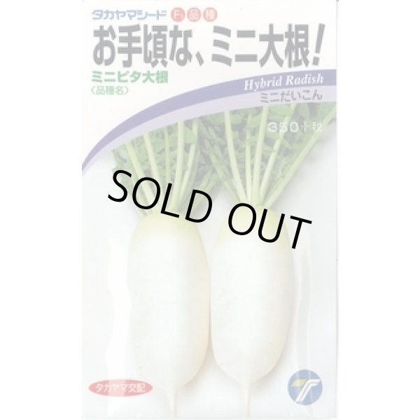 画像1: 送料無料　[大根]　ミニミニピタ　4ml　(株)タカヤマシード (1)