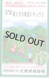 画像: 送料無料　[キュウリ]　新ときわ地這いキュウリ　40粒　(株)ときわ研究場