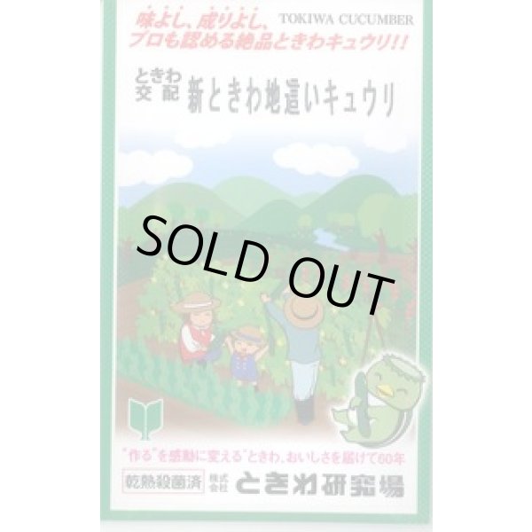 画像1: 送料無料　[キュウリ]　新ときわ地這いキュウリ　40粒　(株)ときわ研究場 (1)