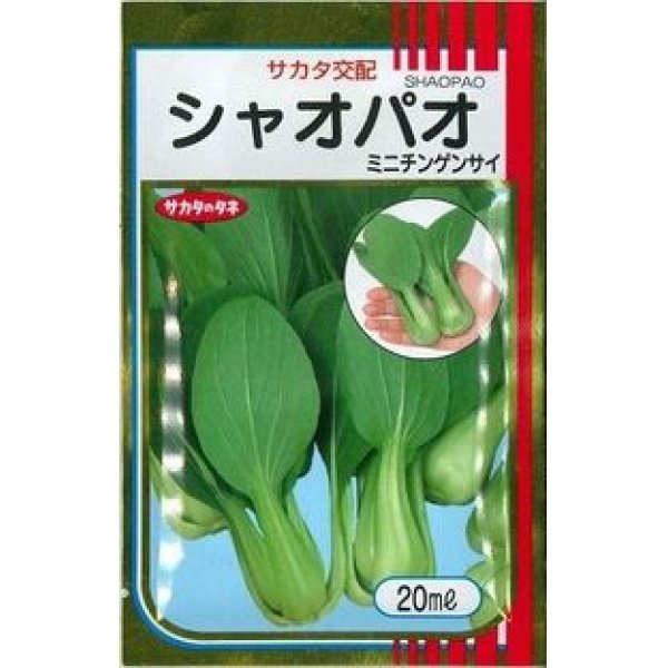 画像1: [中国野菜]　シャオパオ（ミニチンゲンサイ）　20ml　サカタ交配　 (1)