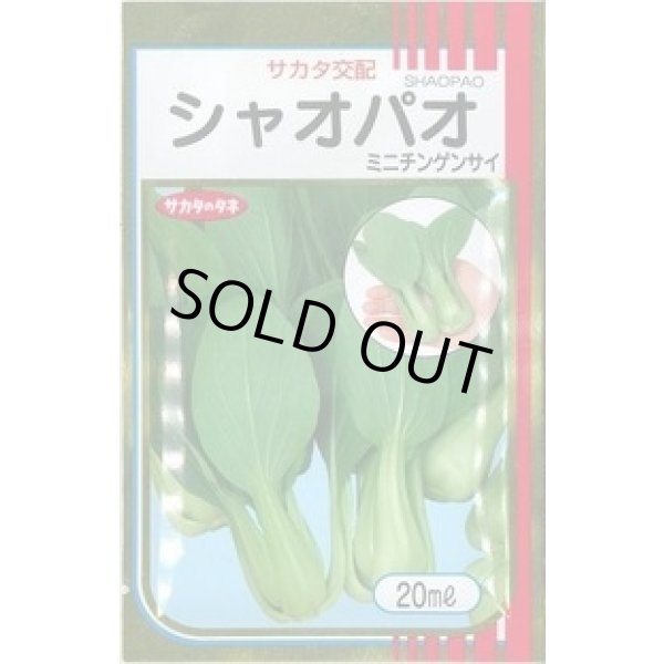 画像1: 送料無料 シャオパオ(ミニチンゲンサイ) 20ml （およそ4800粒）（株）サカタのタネ (1)