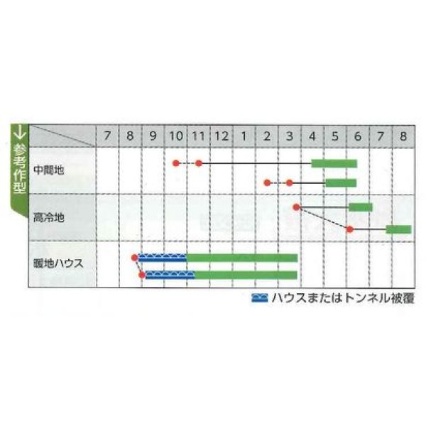 画像3: [豆類]　大莢豌豆　豊姫　20ｍｌ　松永種苗（株） (3)