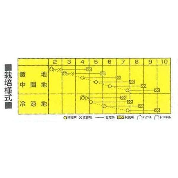 画像2: [枝豆]　初だるま　1000粒　カネコ育成 (2)