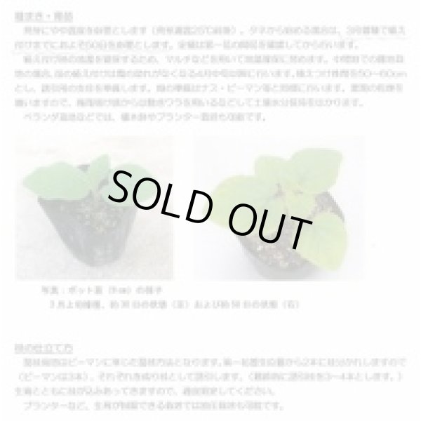 画像7: 送料無料　ホオズキ　キャンディーランタン　コート1000粒　（株）大和農園 (7)