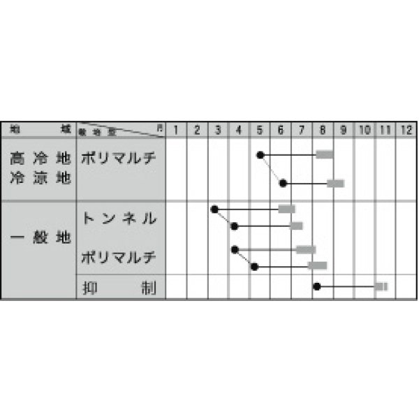 画像2: [とうもろこし]　ミルキースイーツ88ST　2000粒　トキタ種苗（株） (2)