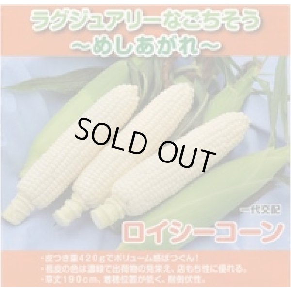 画像2: 送料無料　[とうもろこし]　ロイシーコーン　(株)　200粒　渡辺農事（株） (2)