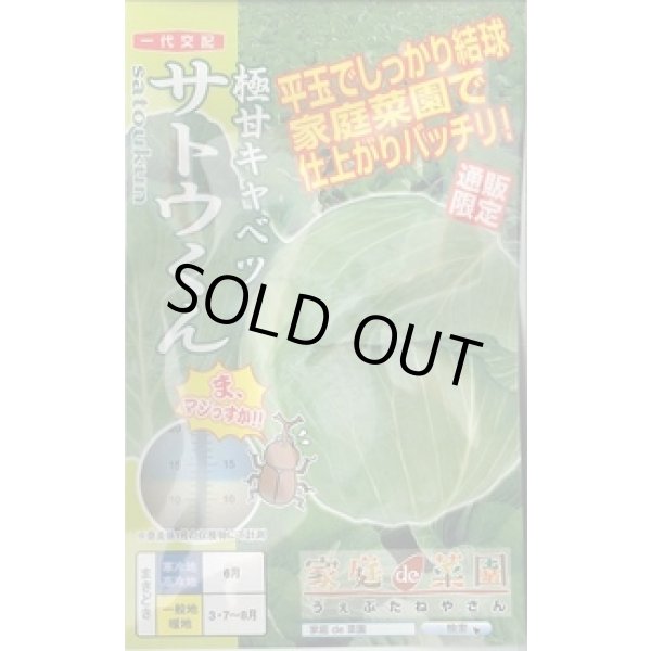 画像1: [キャベツ] 極甘サトウくん 40粒 ナント種苗（株） (1)