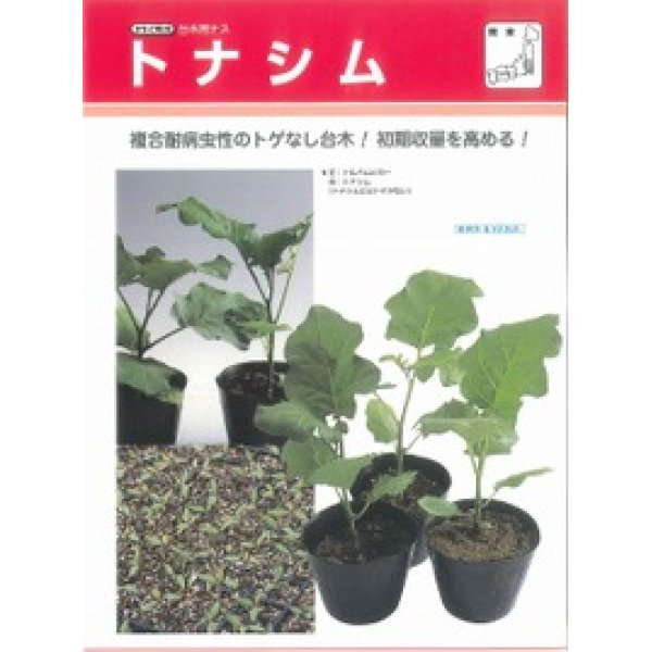 画像3: [台木/ナス用]　トナシム　1000粒　タキイ種苗（株） (3)