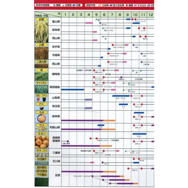 画像8: [緑肥]　ネマクリーン(マメ科)1kg　カネコ種苗(株) (8)