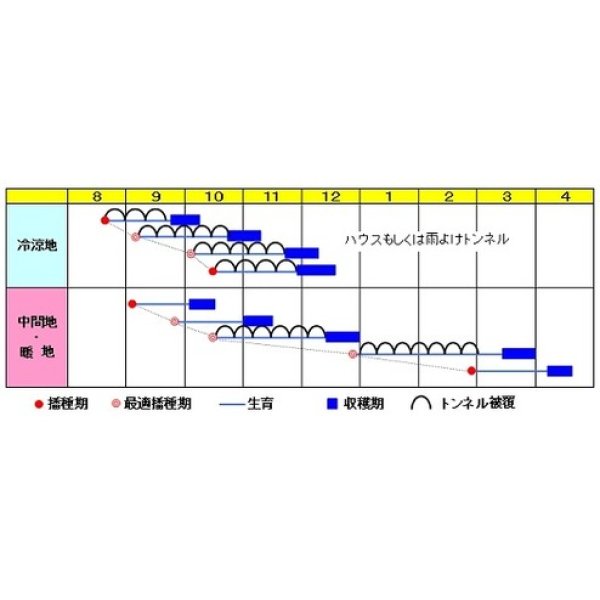 画像2: [ほうれんそう]　サムライ 3万粒　渡辺交配 (2)