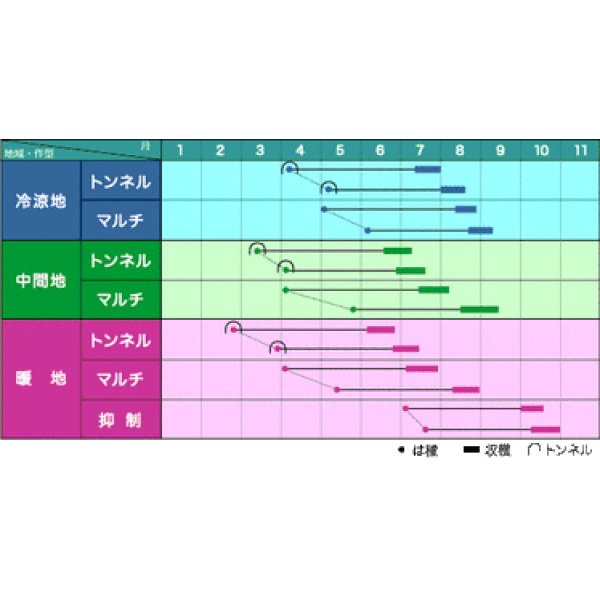 画像2: [とうもろこし]　サニーショコラ88　2000粒　ヴィルモランみかど (2)