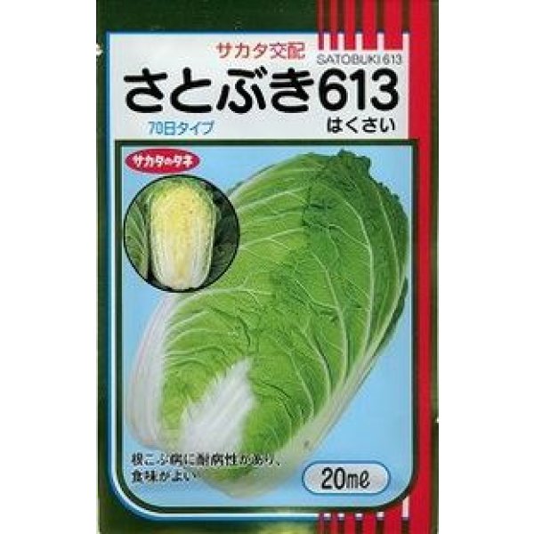 画像1: 白菜　さとぶき613　20ml　（株）サカタのタネ (1)