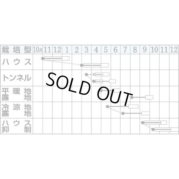 画像3: [いんげん]　さつきみどり2号　1L　タキイ種苗 (3)