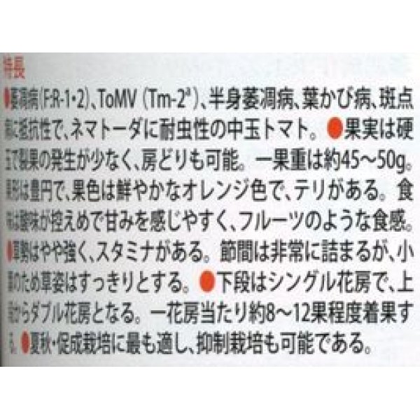 画像3: [トマト/中玉トマト]　シンディーオレンジ　１3粒　　サカタのタネ（株）実咲500 (3)