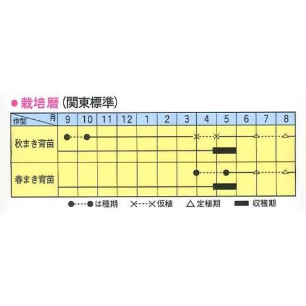 画像2: [ねぎ]　汐止晩生葱　2dl　トキタ種苗（株） (2)