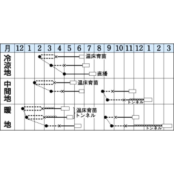 画像2: [レタス]　シスコ20ml （コートしてません）　タキイ種苗（株）　 (2)