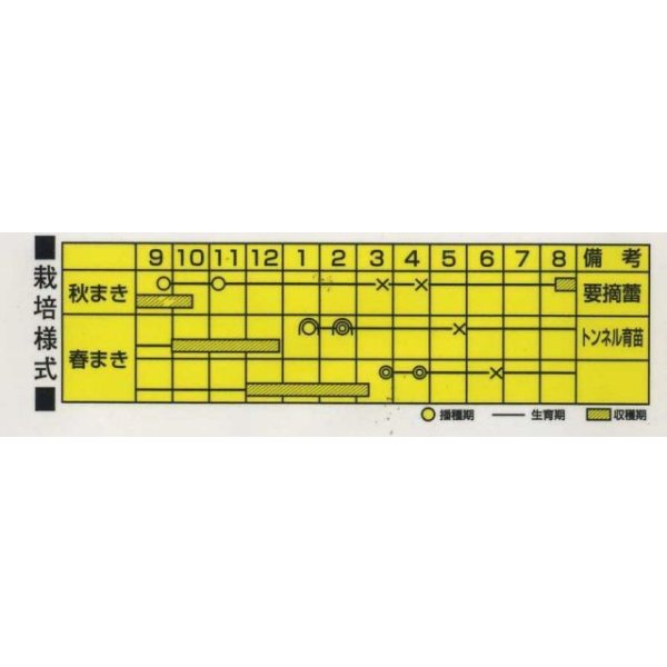 画像2: 送料無料　[ねぎ]　SUKIYAKI（PVP）　20ml　カネコ種苗（株） (2)