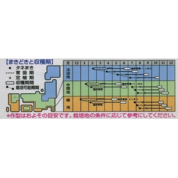 画像2: [カリフラワー]　スノークラウン　1.3ｍｌ　タキイ種苗（株）　DF　 (2)