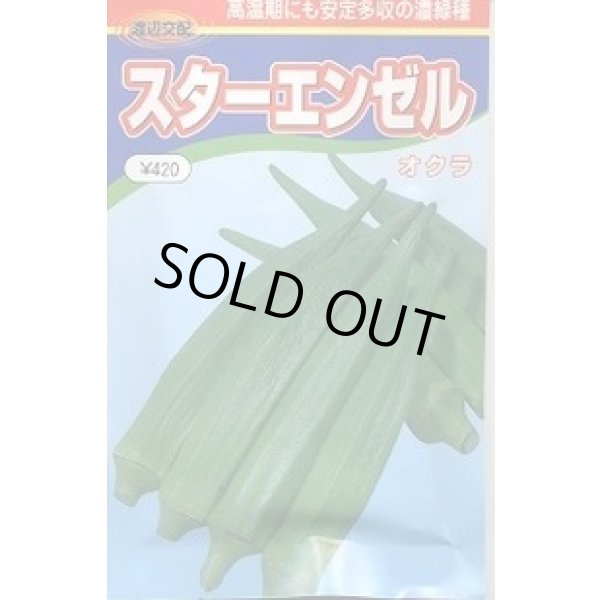 画像1: 送料無料　[オクラ]　スターエンゼル　1000粒　渡辺農事（株） (1)