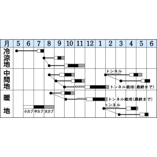 画像2: [かぶ]　スワン　6.5ｍｌ　タキイ種苗（株）　DF　 (2)