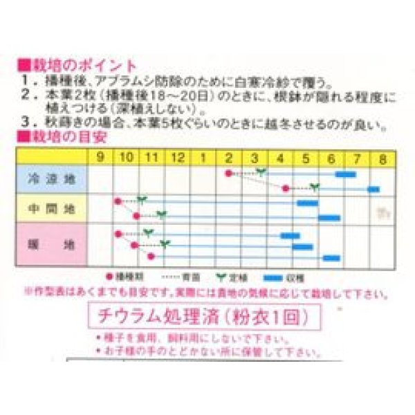 画像2: [そら豆]　千倉一寸　1L　渡辺農事（株） (2)