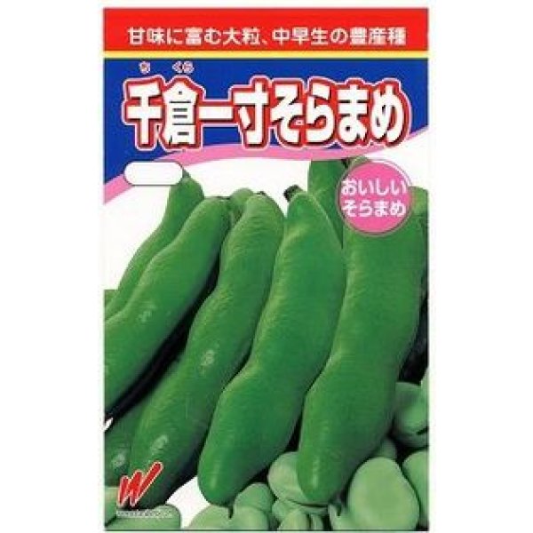 画像1: [そら豆]　千倉一寸　1L　渡辺農事（株） (1)
