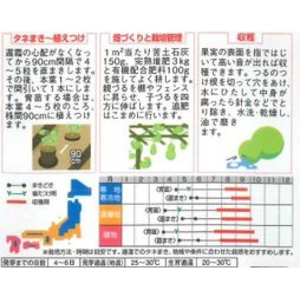 画像2: [その他]　特大ひょうたん　約6粒　（株）サカタのタネ　実咲200 (2)