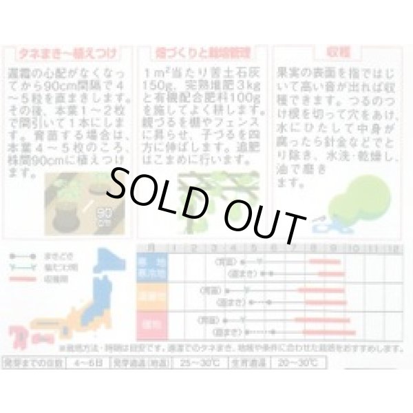 画像2: 送料無料　特大ひょうたん　約6粒　(株)サカタのタネ　実咲250（002866） (2)