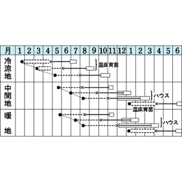 画像2: 送料無料　[葉物]　セルリー　トップセラー　0.7ml　タキイ種苗(株)　RF (2)