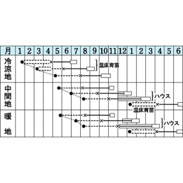 画像2: [葉物]　セルリー　トップセラー　0.7ml　タキイ種苗（株）　RF　 (2)